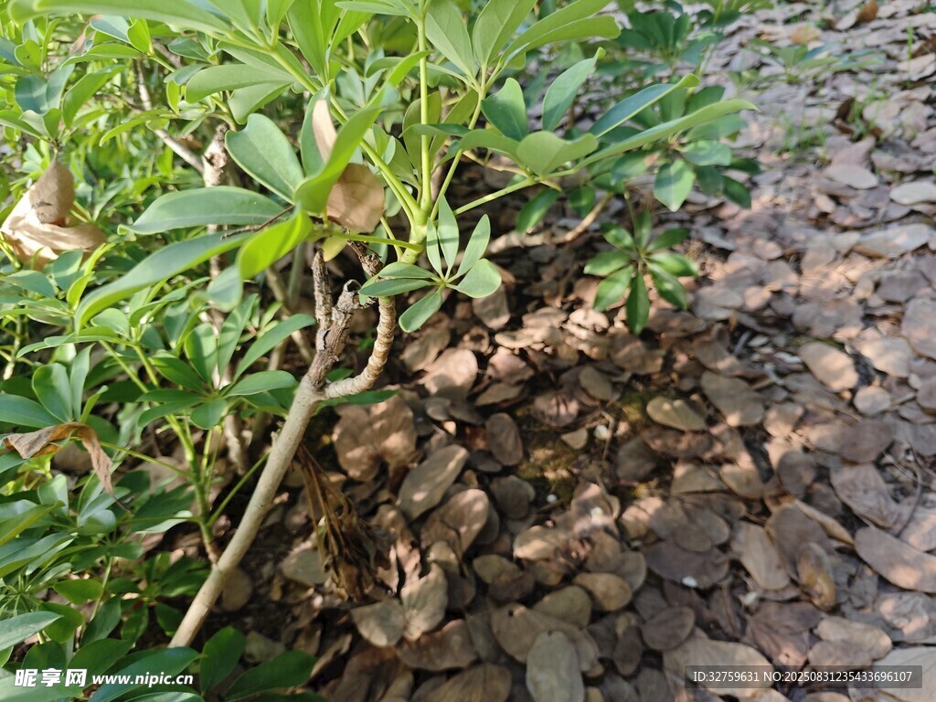 路邊綠植與地面落葉景象