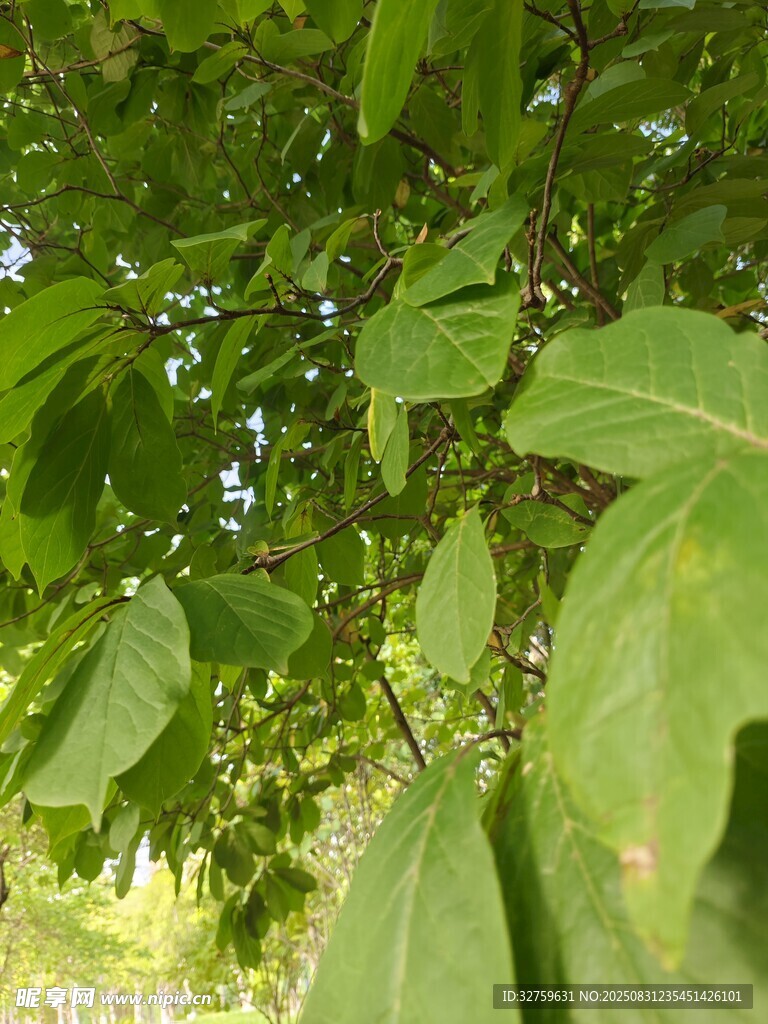 綠葉繁茂的樹枝特寫