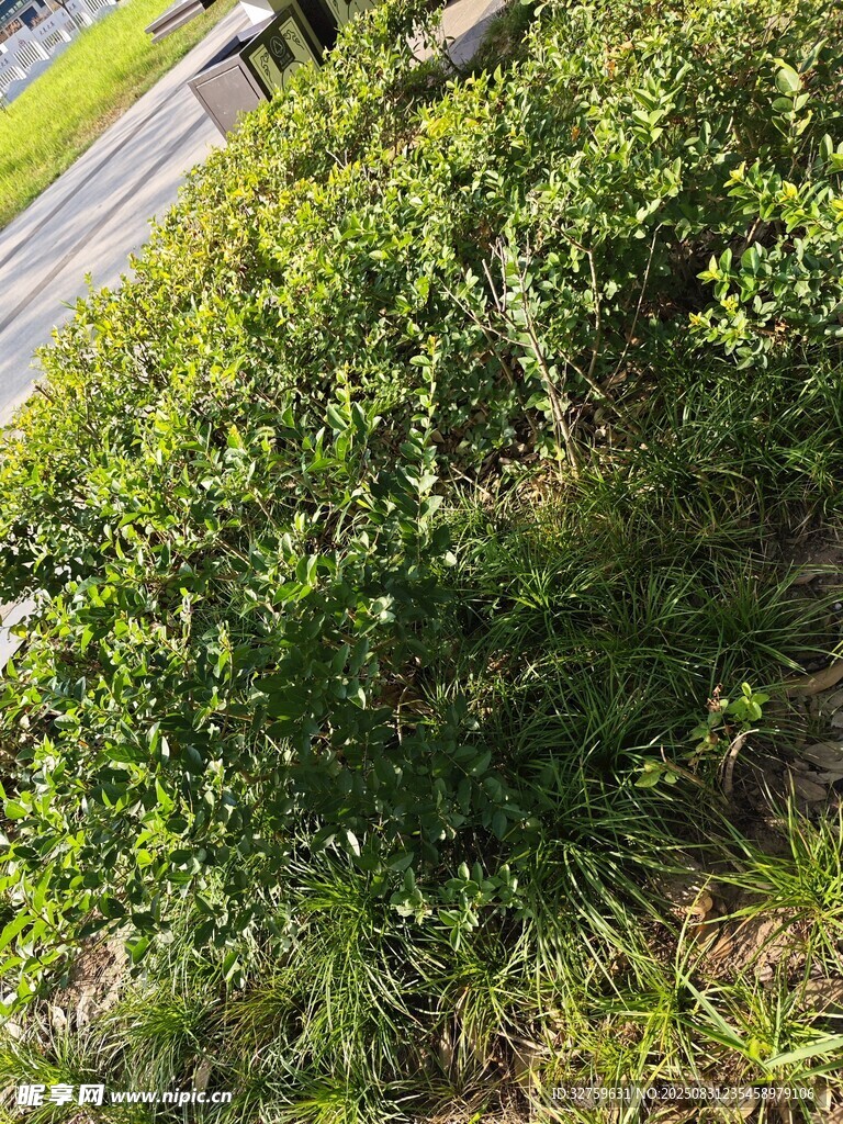 路邊繁茂綠植