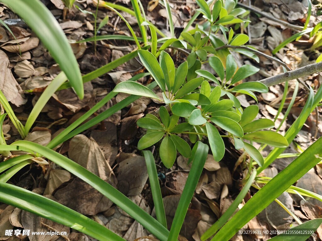 地面生長(zhǎng)的嫩綠植物
