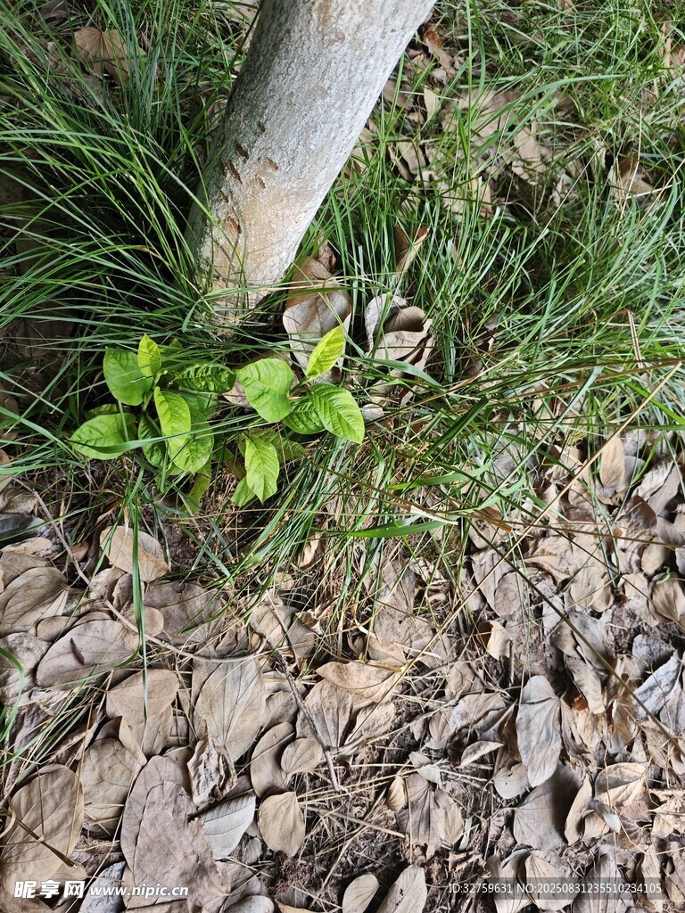 樹干旁生長的嫩綠植物