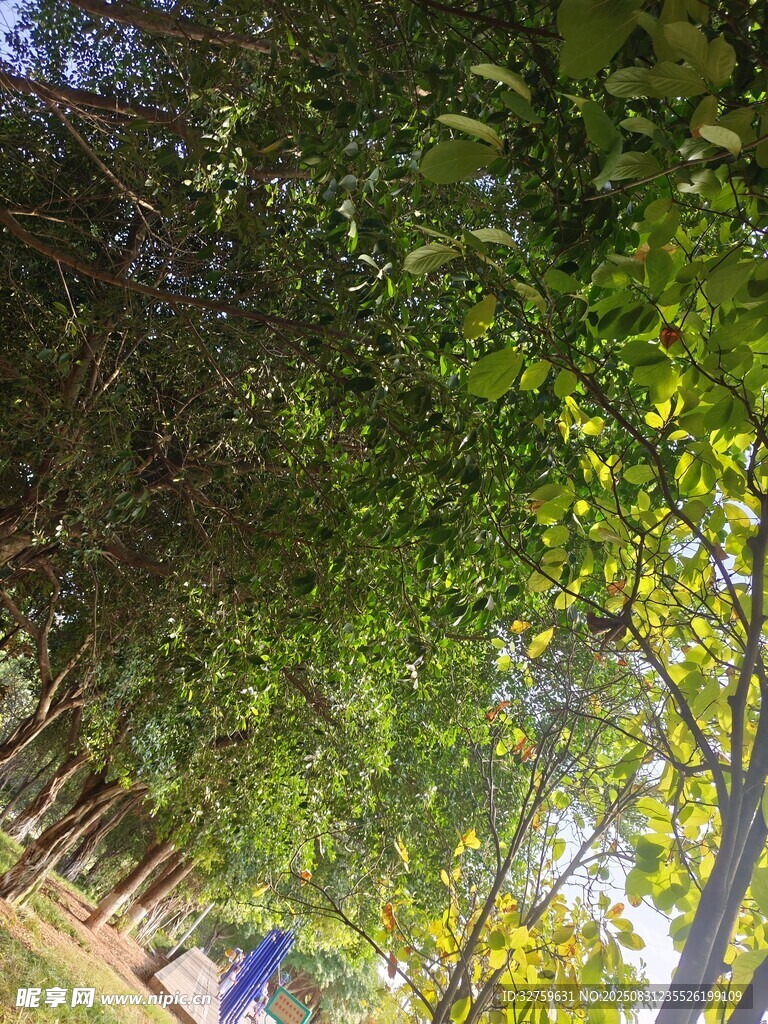 林間漫步景