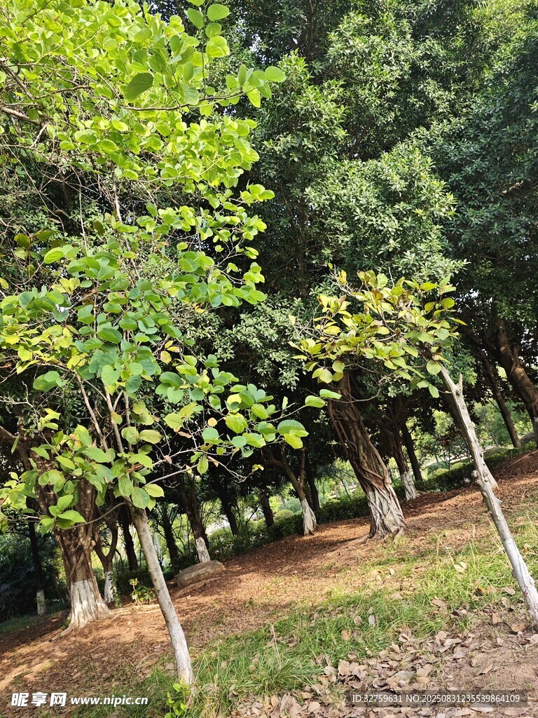 林間綠樹(shù)成蔭的自然景致