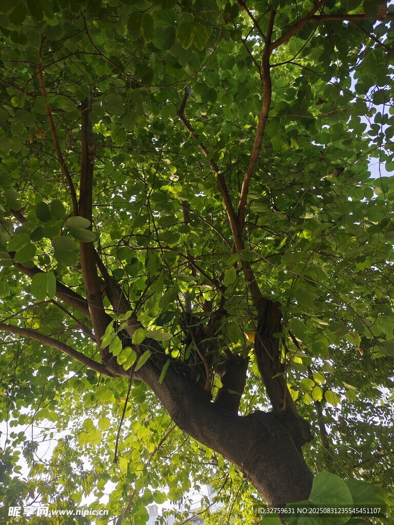綠蔭下的繁茂樹枝