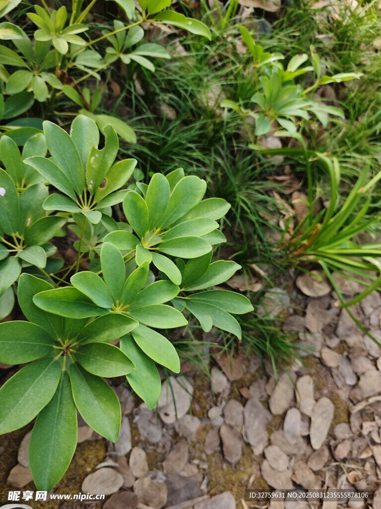 綠葉植物生長于碎石間
