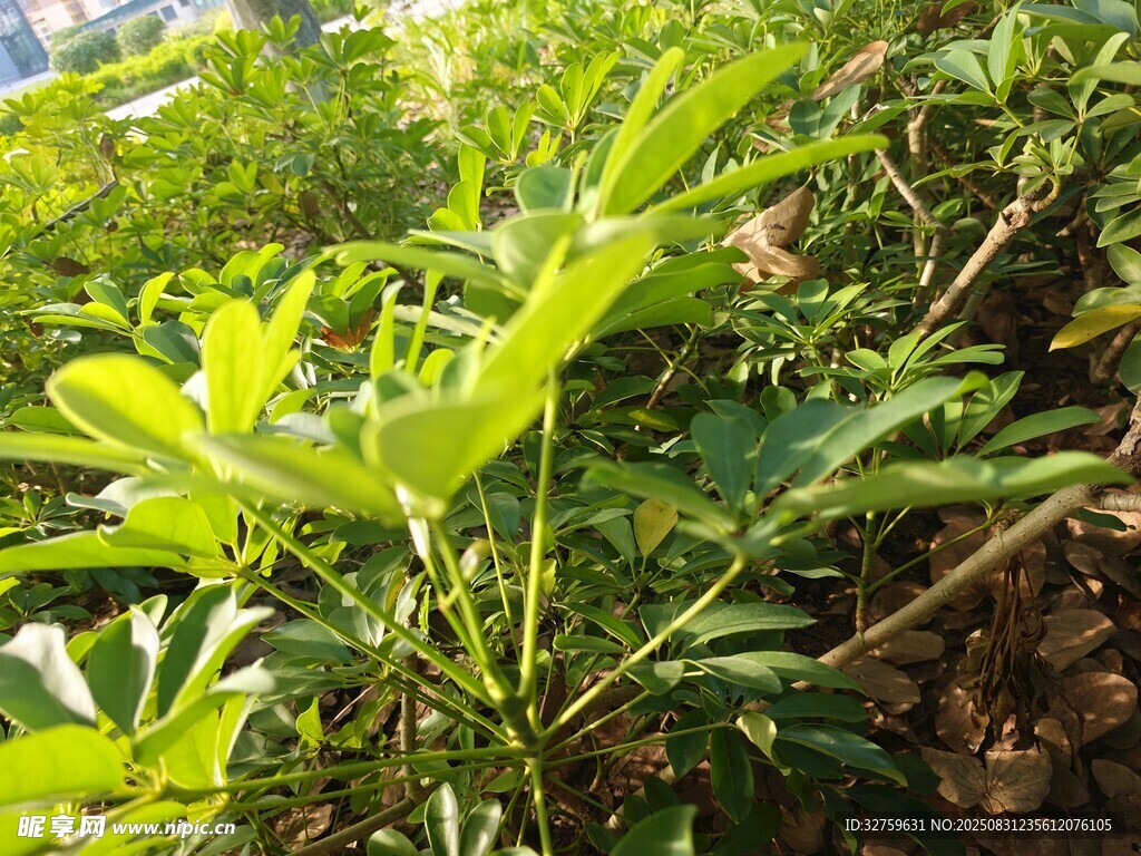 嫩綠植物生長于自然間