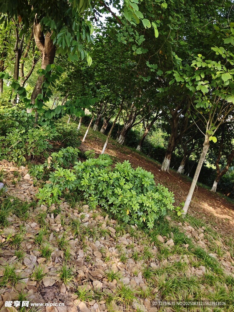 林間綠植繁茂的自然景致