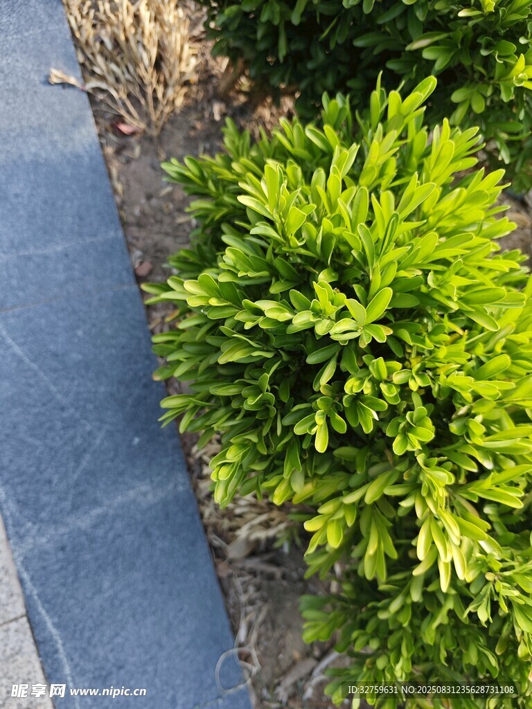 路邊翠綠灌木景觀