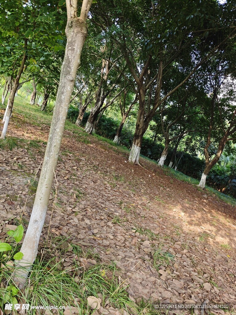 林間落葉鋪就靜謐景致