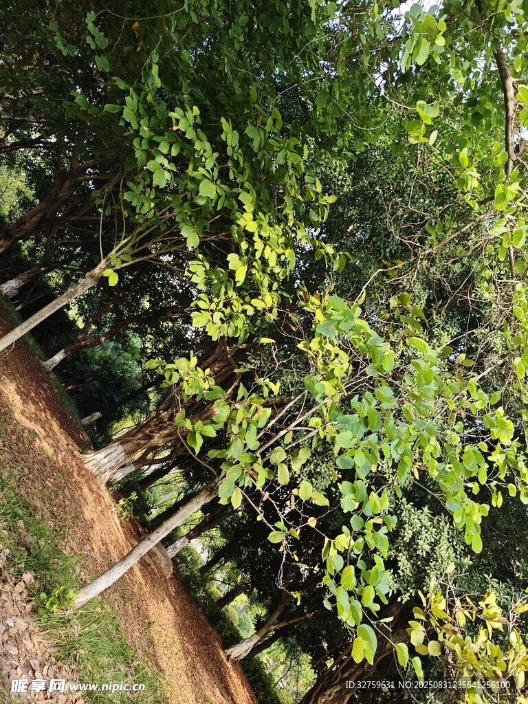 茂密樹林中的繁茂綠植
