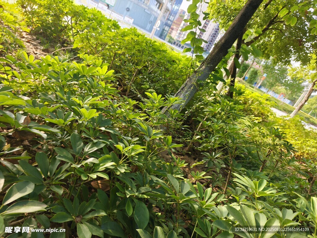 綠意盎然的戶外植物景觀