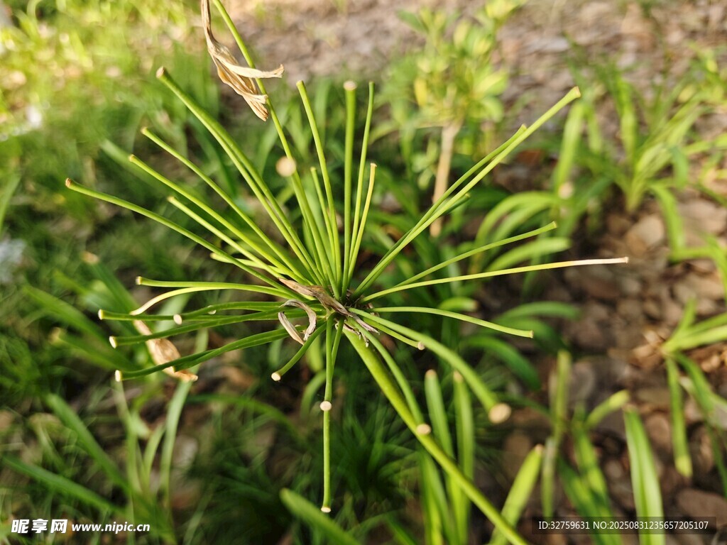 翠綠松針特寫(xiě)