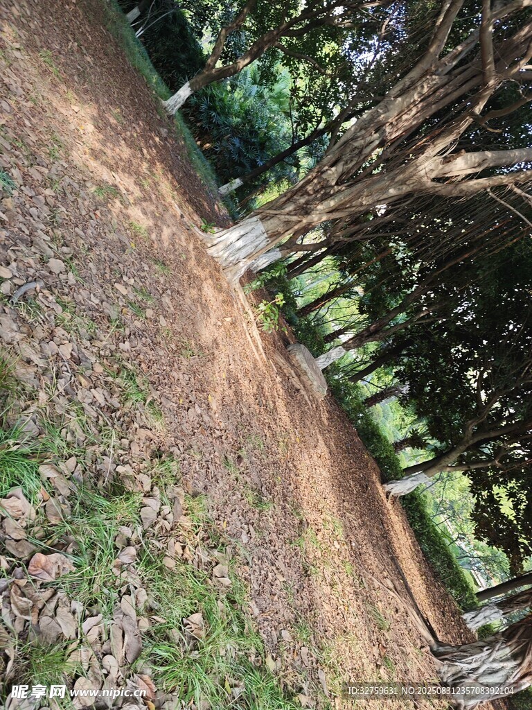 林間蜿蜒小徑