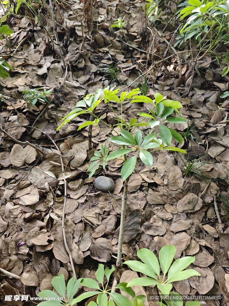 林下生長(zhǎng)的綠色植物