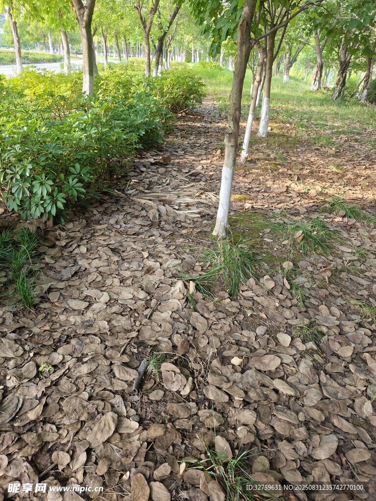 林間碎石小徑
