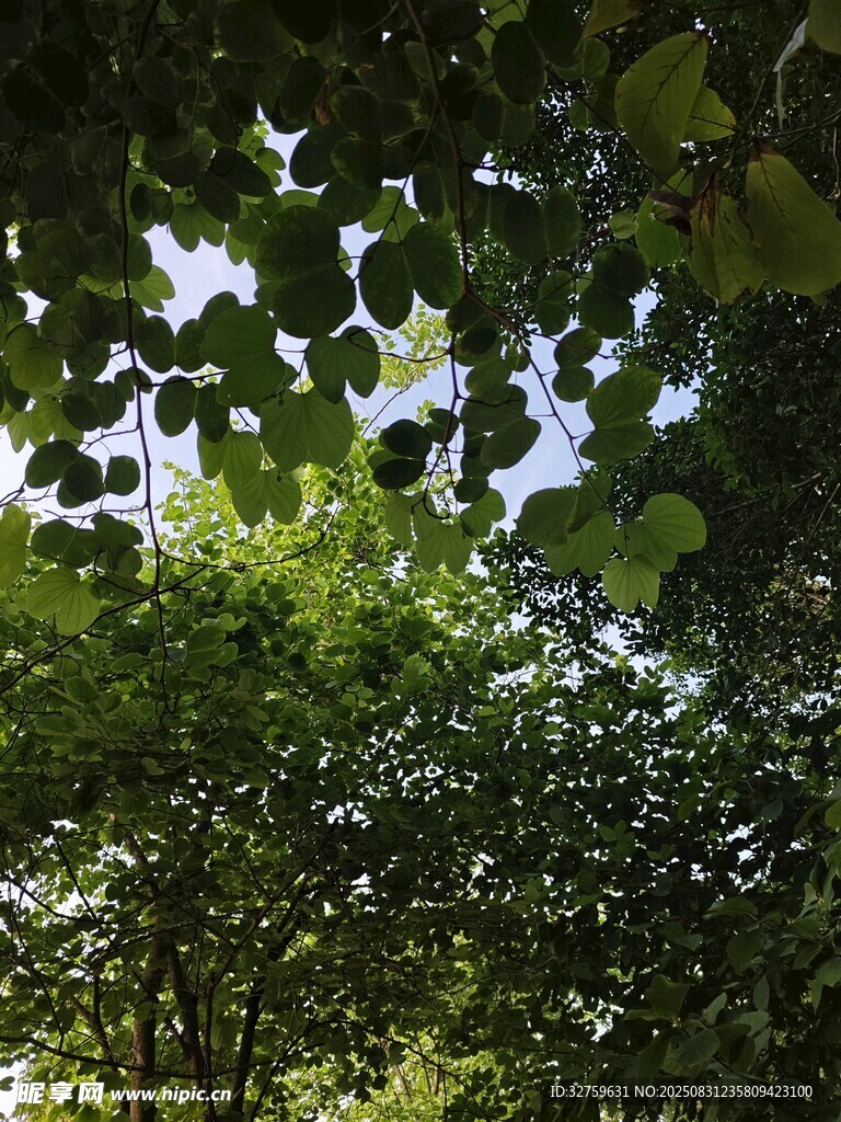 透過樹葉看天空的綠意