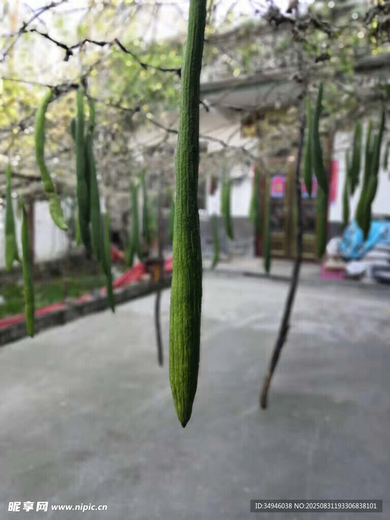 棚架下懸掛的綠色絲瓜