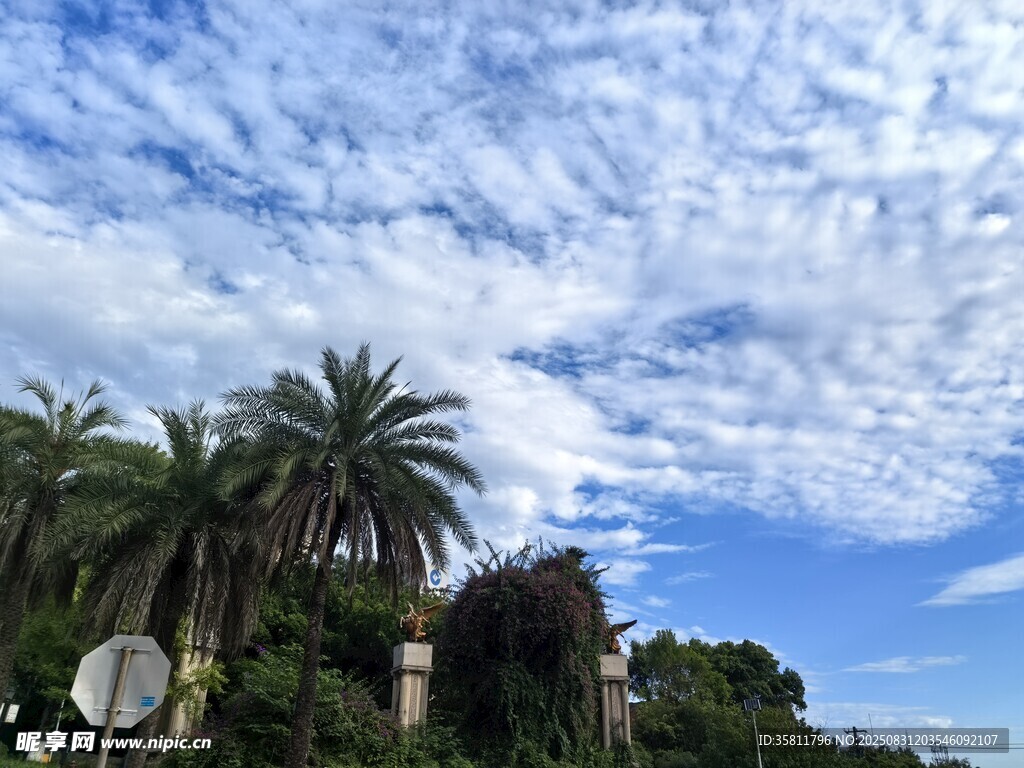 藍天白云下的棕櫚樹景觀