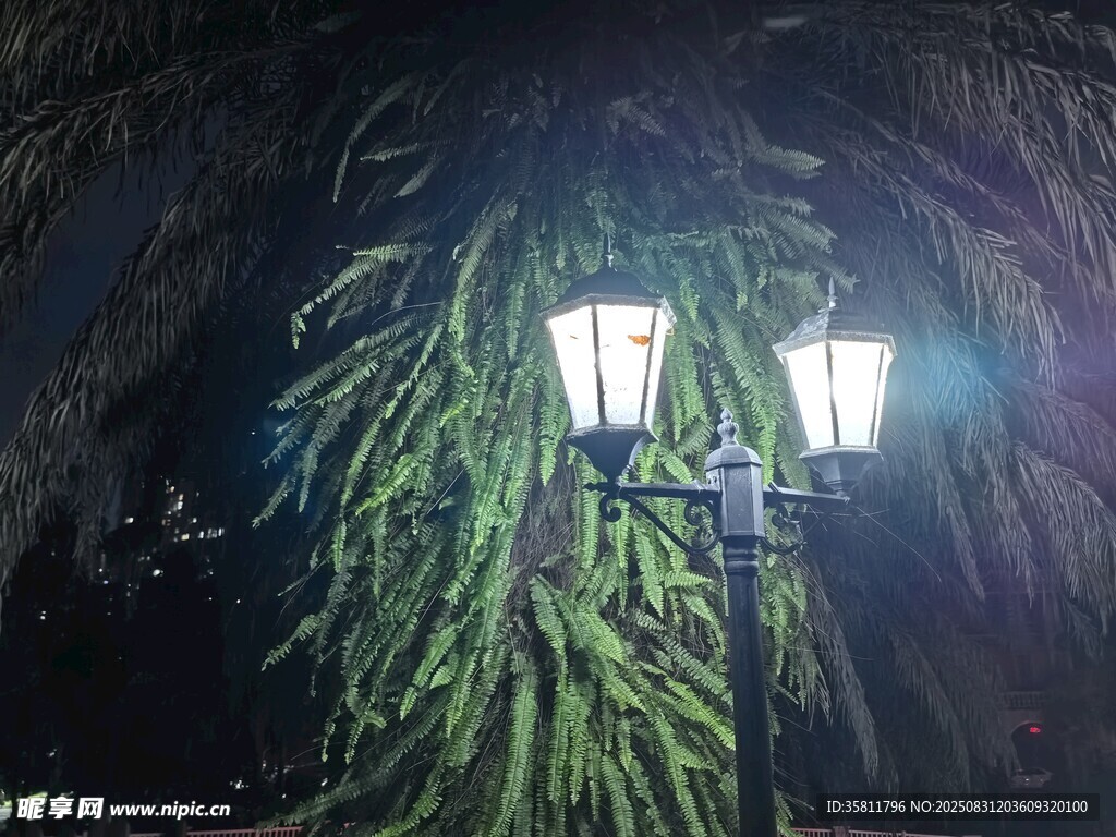 夜晚燈下低垂的翠綠植物
