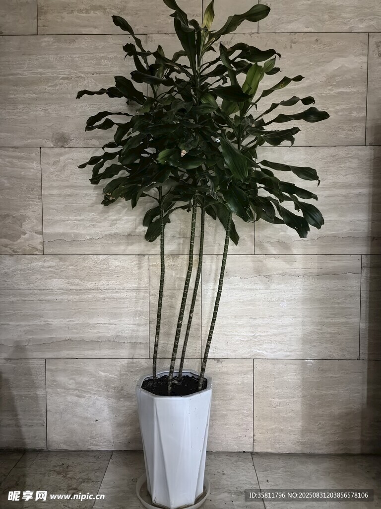室內(nèi)綠植盆栽展示