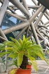 綠植與建筑