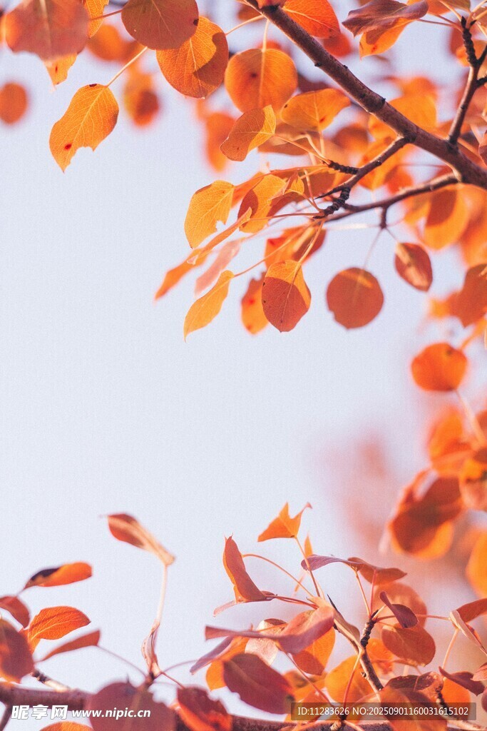 秋日枝頭的斑斕紅葉