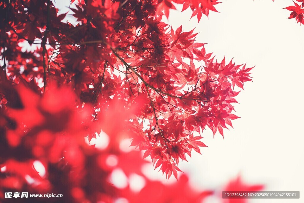 紅楓葉景