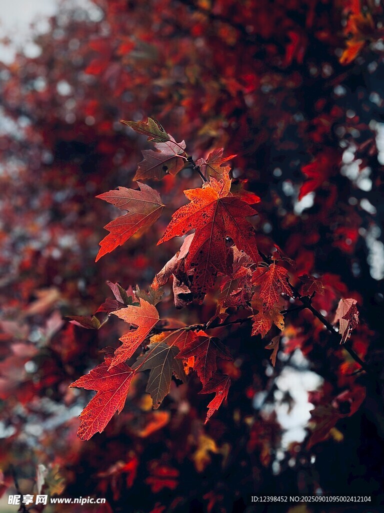 秋日紅楓葉景