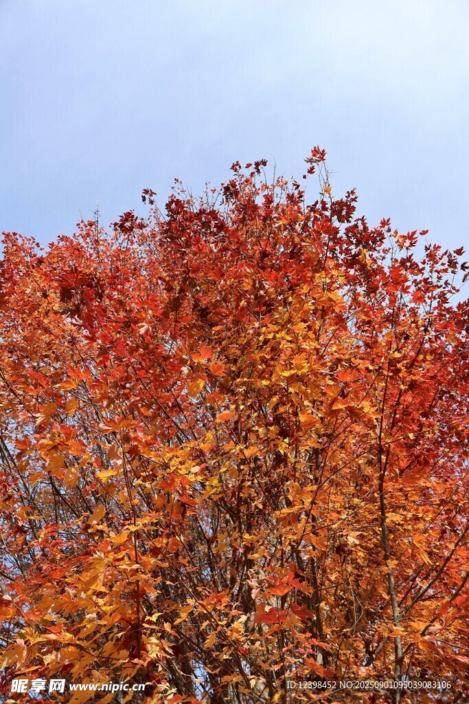 秋日絢爛紅葉樹(shù)景