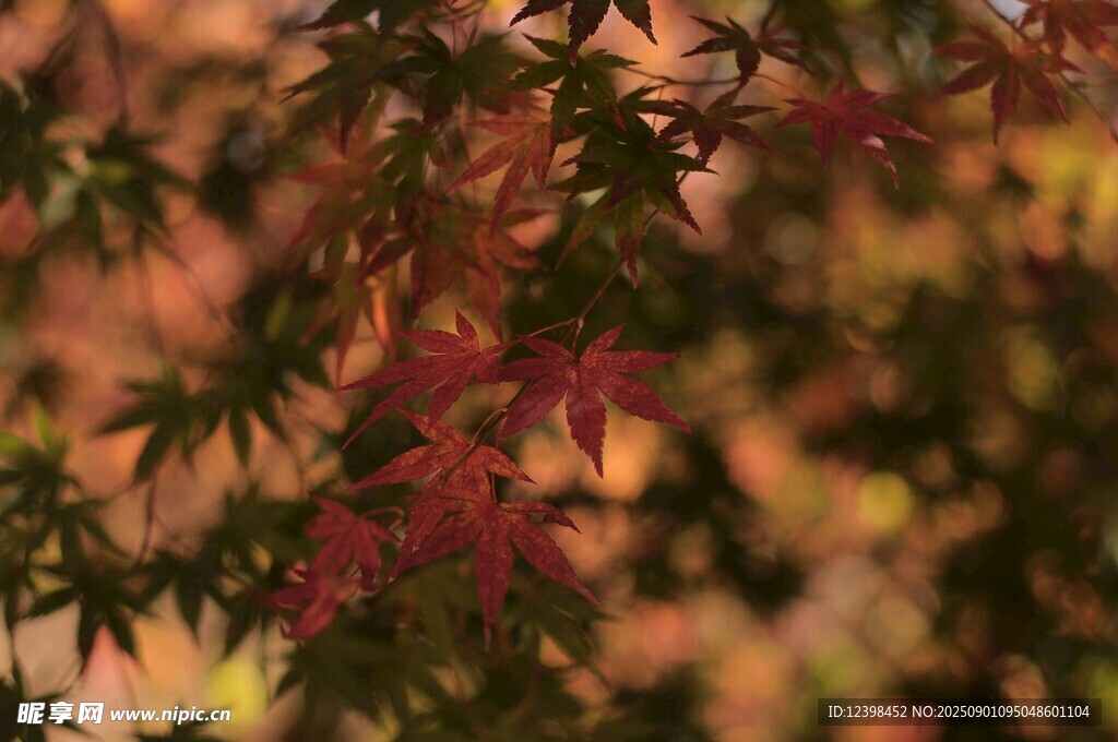 秋日紅楓葉景