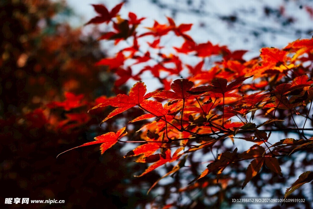 秋日紅楓葉特寫
