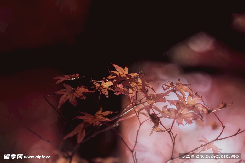 秋日紅楓葉特寫