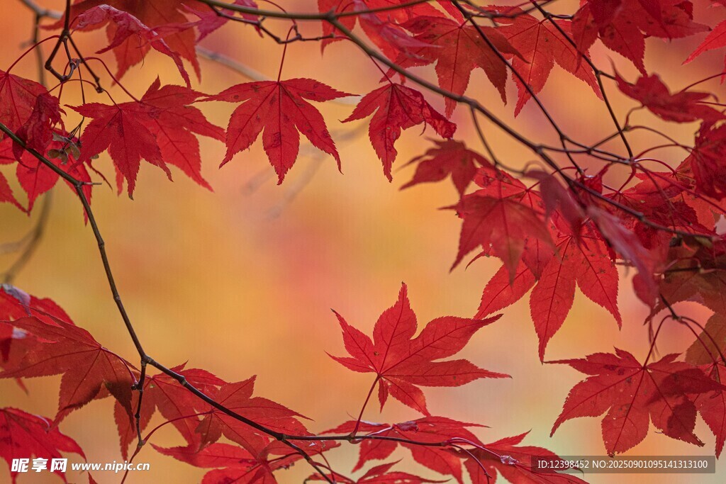秋日紅楓葉景
