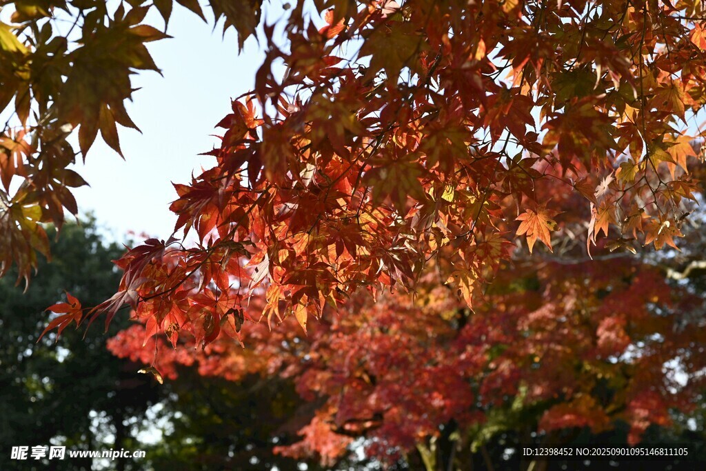 秋日紅楓葉景