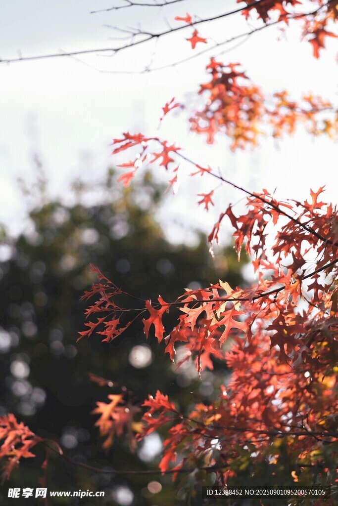 秋日紅楓葉特寫