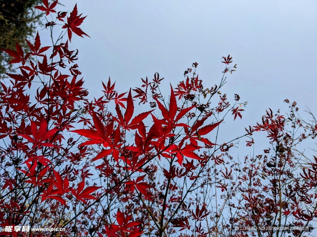 紅楓葉映藍(lán)天美景