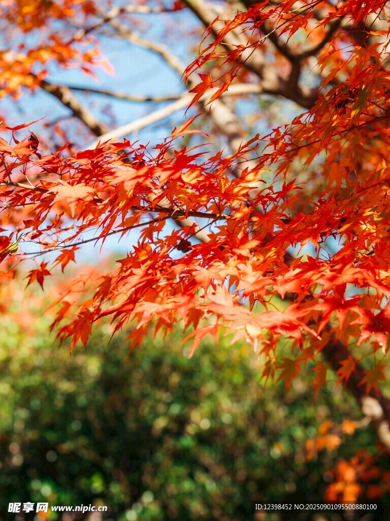 秋日紅楓葉景