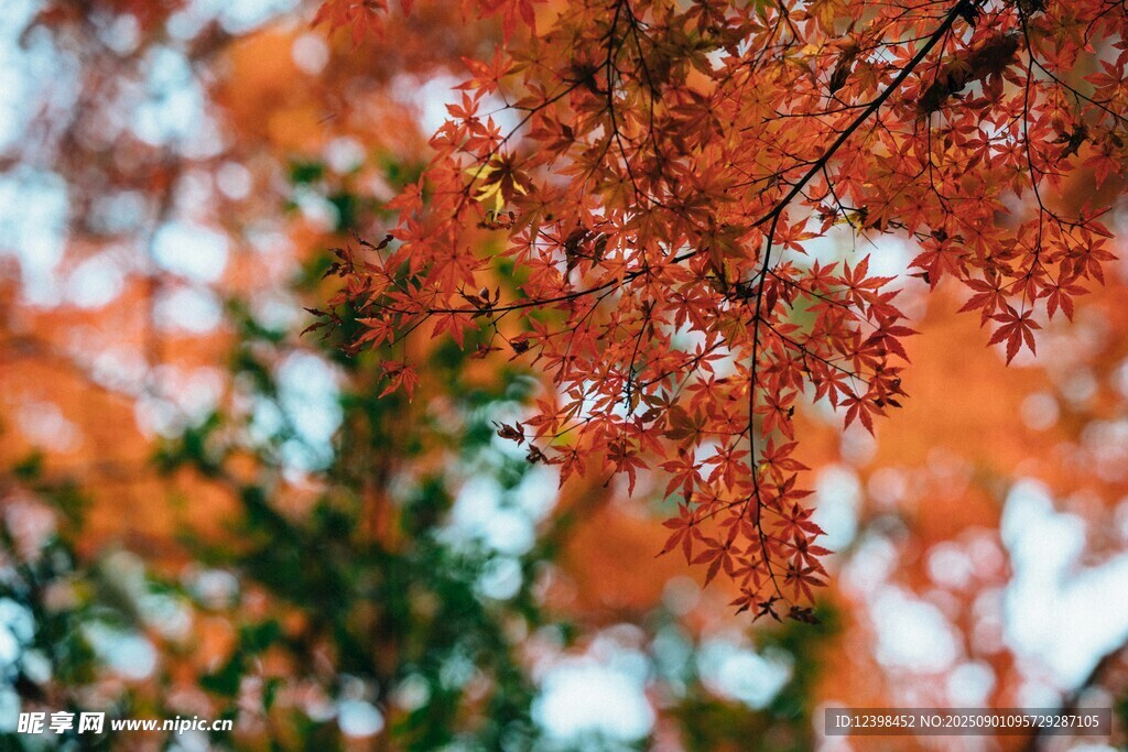秋日紅楓葉特寫