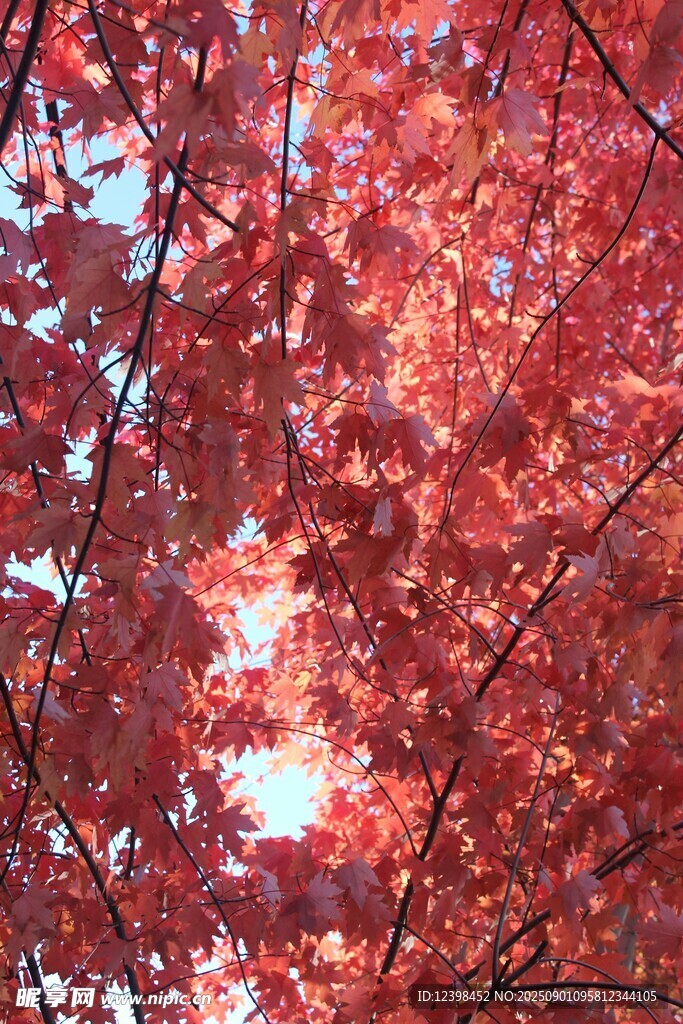 秋日紅楓美景