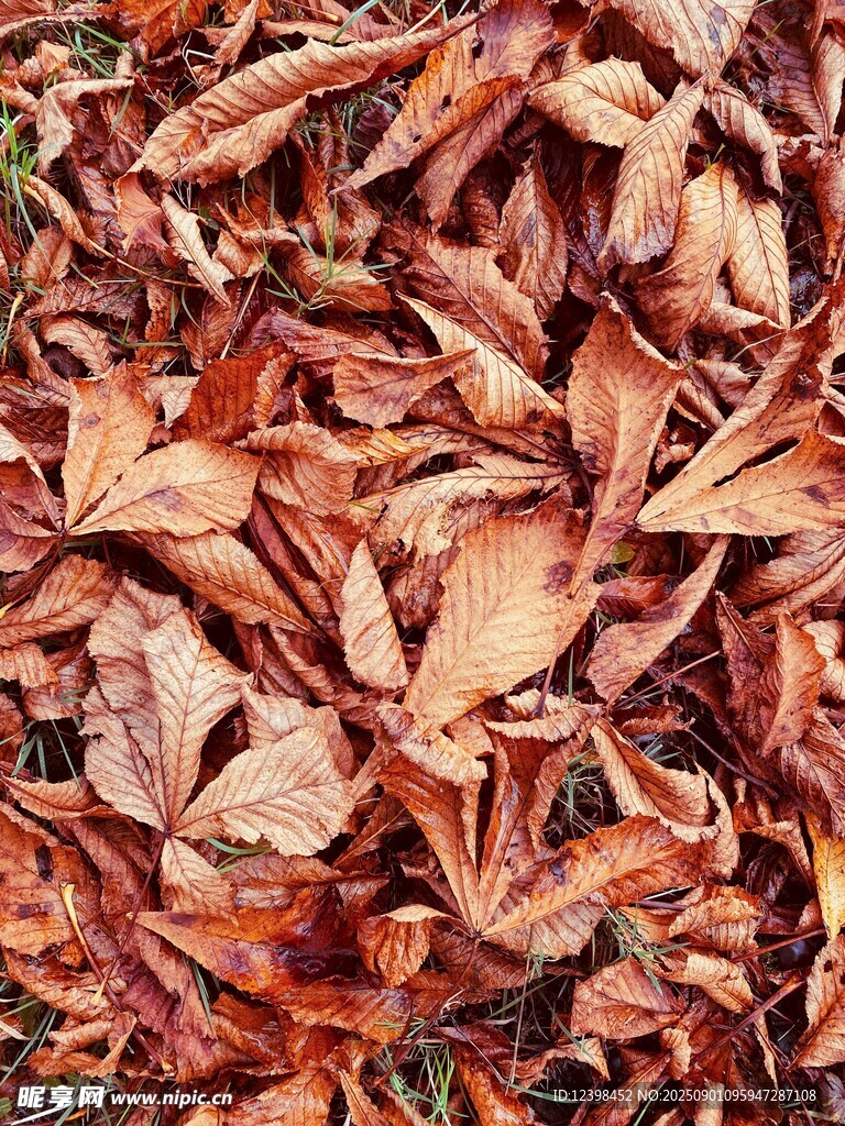 秋日紅楓葉特寫(xiě)