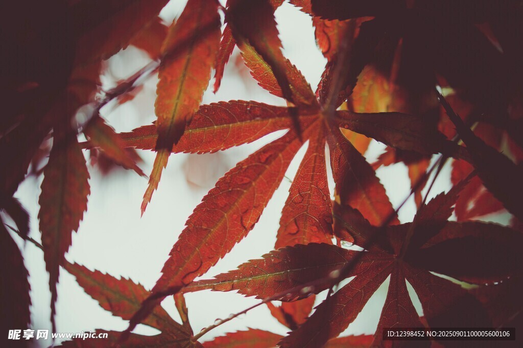 秋日紅楓葉特寫