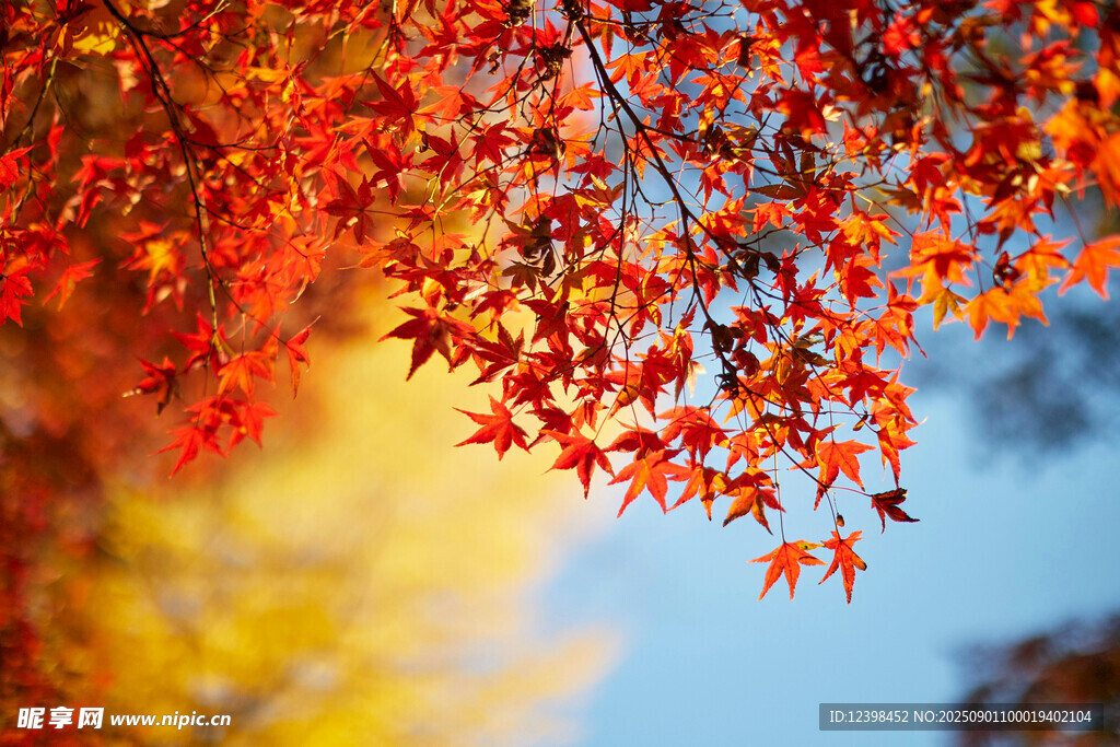 秋日紅楓葉景