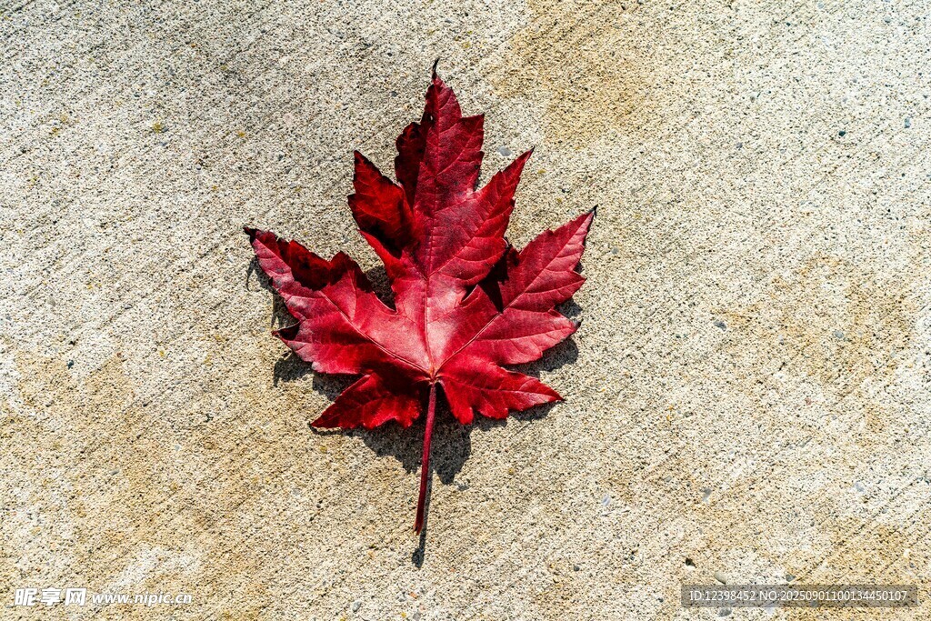 紅楓葉置于斑駁背景上