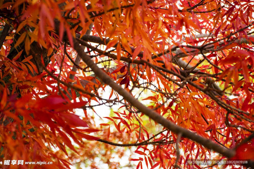 秋日紅楓葉美景