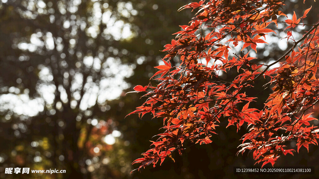 秋日紅楓葉景