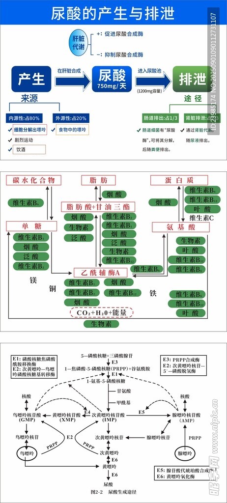 生物分解圖