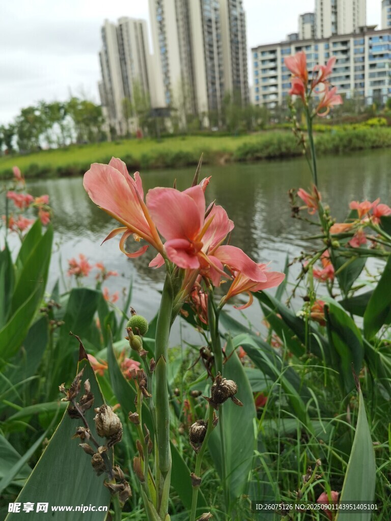 湖畔美人蕉與建筑遠(yuǎn)景