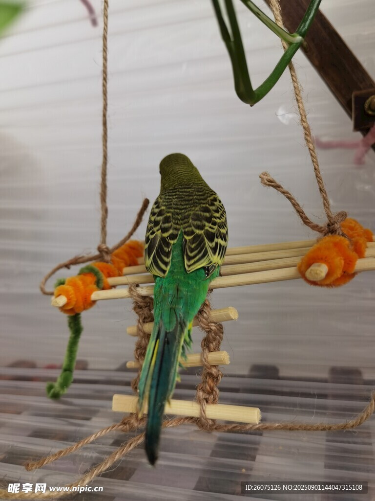 綠鸚鵡棲于彩色玩具上