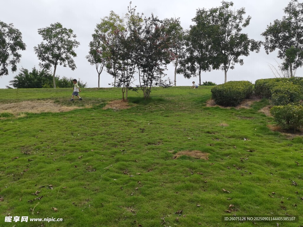 綠意盎然的開(kāi)闊草地景觀