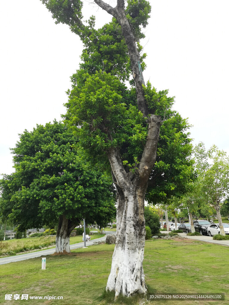 古樸老樁盆景樹